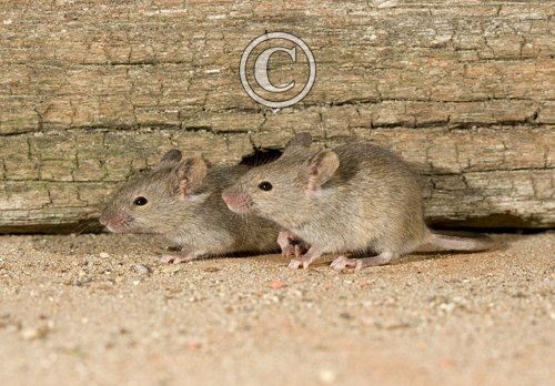 House Mice DM0588